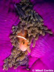Another clown fish more, this one taken in the Maldives. ... by Mikel Cortes 